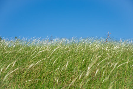 A field of tall grass with a blue sky in the background. The grass is tall and green, and the sky is clear and bright. Concept of calm and tranquility, as the vast expanse of grassの写真素材