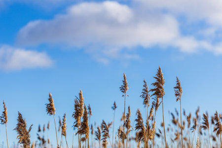 dry reeds against a background of blue sky and clouds. There are reeds at the bottom of the frame, and the sky above.の写真素材