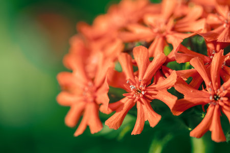 The lichnis flower is a close-up, the background is blurredの写真素材
