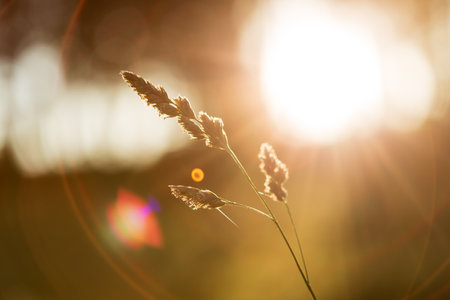 There is a blade of grass in the foreground on a blurred background. The blade of grass is located in the center of the image and is directed towards the sun. The sun is shining brightlyの写真素材