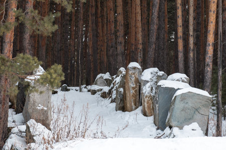 A snowy forest with a path leading through it. The path is lined with rocks and treesの写真素材
