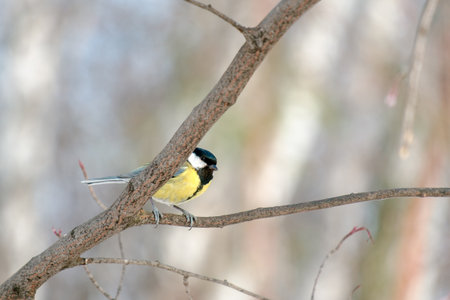 A small bird is perched on a tree branch. The bird is yellow and black, and it is looking down. The...