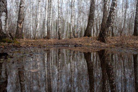 An autumn forest without leaves is reflected in a large puddle. Birch trees and dry foliage. trees...