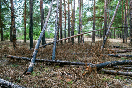 The trees fell after the fire a year later. burnt tree trunks. deforestation in nature