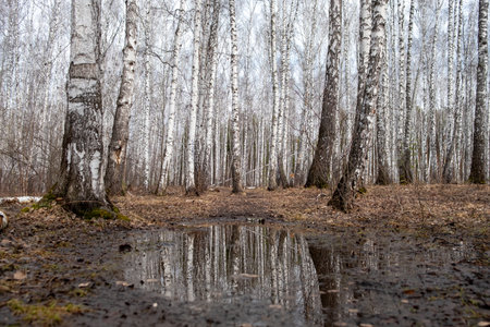 birch trees in the autumn forest, in front of the trees there is a puddle in which the forest is reflected. peace and quiet in the autumn forestの写真素材