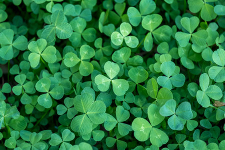A close up of green clovers with a green background. The clovers are all different sizes and are...