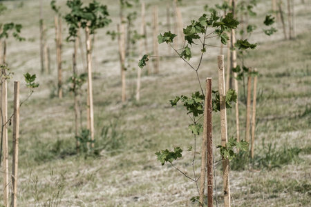 seedlings of new maple trees have been planted in the park. support for new treesの写真素材