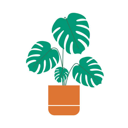 Flower in a pot. Houseplant icon. Monstera isolated on white background. Vector illustration.のイラスト素材