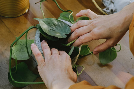 Hands planting epipremnum plant into flower pot.の写真素材