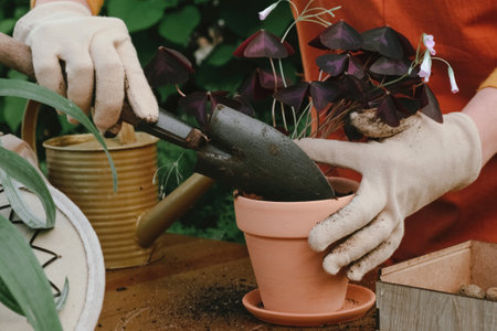 Container gardening. Gardener hands re-potting purple false shamrock plant in backyard garden.の写真素材