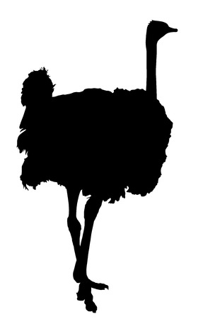 Ostrich vector silhouette isolated on white background.のイラスト素材