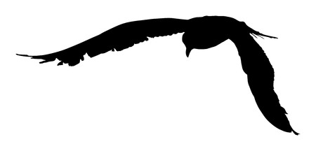 Seagull fly vector silhouette on white background, wings spread.のイラスト素材