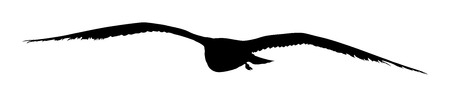 Seagull fly vector silhouette on white background, wings spread.のイラスト素材