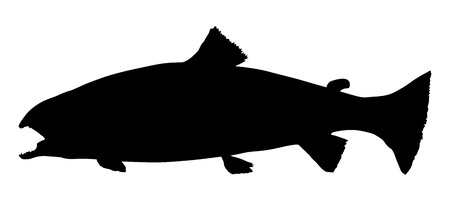 Trout fish vector silhouette. Oncorhynchus mykiss isolated over white background.のイラスト素材