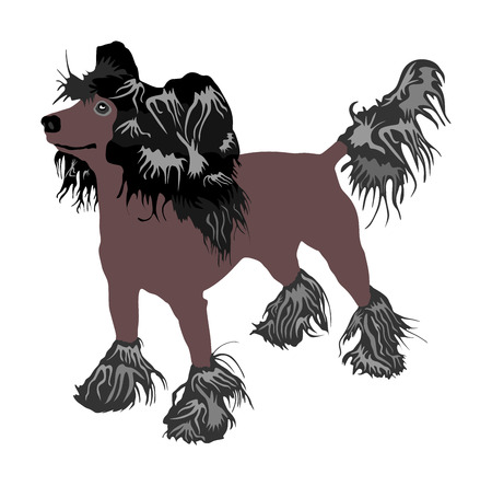 Chinese Crested Dog vector isolated on white background. Vector of funny dog.のイラスト素材