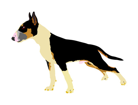 Portrait of Bull terrier vector illustration isolated.のイラスト素材