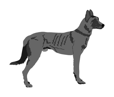 Portrait of Dutch shepherd vector illustration isolated. Holland shepherd. Belgian Shepherd. Wild Australian dog Dingo. Beware of purebred dog. Dog show champion. Best friend. Alert, guard attention.のイラスト素材