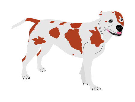 Dog portrait of American Staffordshire pit bull terrier vector illustration isolated. Beware of purebred dog. Dog show champion. Best friend. Alert, guard attention.のイラスト素材