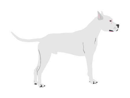 Dog portrait of American Staffordshire pit bull terrier vector illustration isolated.のイラスト素材