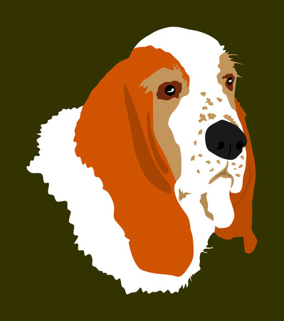 Portrait of Basset hound dogのイラスト素材