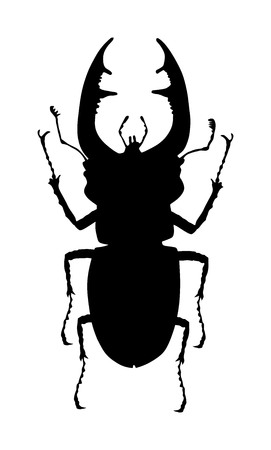 Male stag beetle vector silhouette illustration isolated on white background. (Lucanus cervus). Stagbeetle bug. Beetle-deer.のイラスト素材