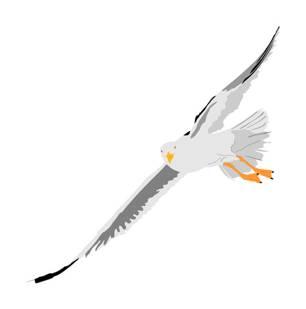 Seagull fly vector illustration isolated on white background , sea or ocean bird with spread wings. Bird fly silhouette. Symbol of liberty and freedom.のイラスト素材