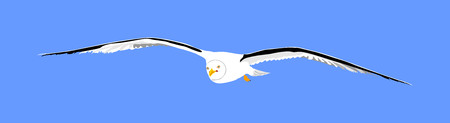 Seagull fly on blue sky background vector illustration, sea or ocean bird with spread wings. Bird fly silhouette.のイラスト素材