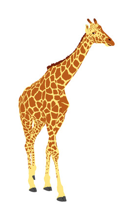 Giraffe vector illustration isolated on white background. African animal. Tallest animal. Safari trip attraction. Big five. Giraffe in standing pose. Portrait of giraffe.のイラスト素材