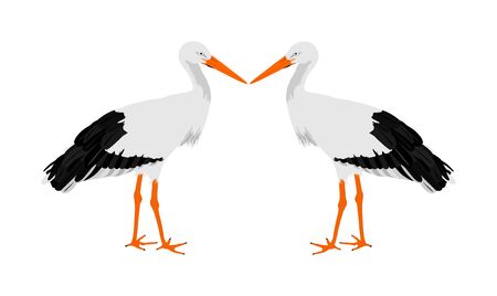Stork couple in love vector illustration isolated on white background. Visitant, bird migration symbol. Baby time. Spring coming symbol.のイラスト素材