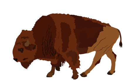 Bison vector illustration isolated on white background. Portrait of Buffalo, symbol of America. Strong animal, Indian culture.のイラスト素材
