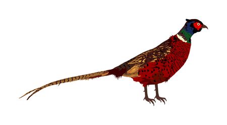 Pheasant vector illustration isolated on white background. Ring necked pheasant male. Phasianus colchicus. Beautiful wild bird portrait.のイラスト素材