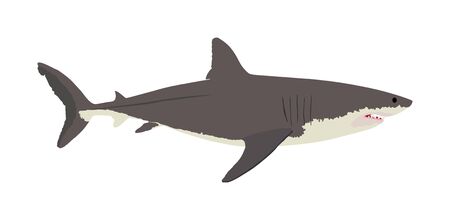 Great white shark vector illustration isolated on white background. Sea predator. Danger on beach alert. Open jaws of beast.  The biggest fear for divers and swimmers. Under water alert. Ocean killer.のイラスト素材