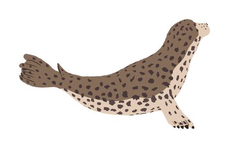 Harbour seal vector illustration isolated on white background. Grey seal baby. Ocean winter animal portrait.のイラスト素材