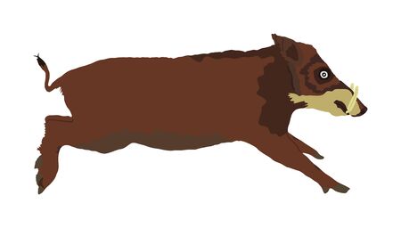 Warthog vector illustration isolated on white background. Bush Pig. Wild boar symbol. African boar isolated, desert warthog icon. Wild animals of Africa. Savannah nature wildlife. Pumba hog.のイラスト素材