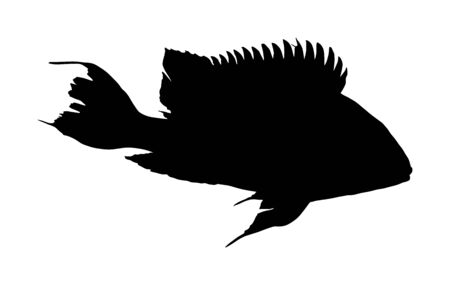 Aquarium exotic fish vector silhouette isolated on white background, under water world. Coral reef Pisces.のイラスト素材