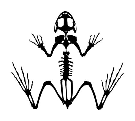 Frog skeleton vector silhouette isolated on white background. Animals anatomy. zoology, anatomy of amphibian. Education archaeology. Frog body parts, toad skeleton structure.のイラスト素材