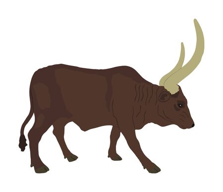 Ankole Watusi cow vector illustration isolated on white background. Bos Taurus. Long horn cow. African bull.のイラスト素材