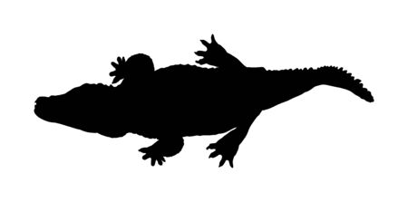 Crocodile vector silhouette on the white background. Alligator silhouette. Cayman silhouette. Alligator silhouette. Hungry powerful animal.のイラスト素材