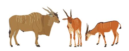 Wild  antelope family  vector, Common eland.  Southern eland antelope drinking water, grassing and guard watch against predator. Zoo attraction from Africa. Male and two female African antelope.のイラスト素材