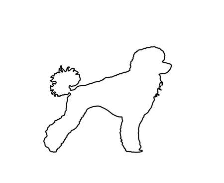 Toy Poodle vector line contour. Portrait of Royal Poodle vector silhouette illustration isolated....