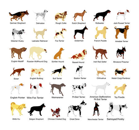 Large dog breed set collection vector illustration isolated on white background: american Staffordshire, pit bull terrier, wire fox terrier, welsh corgi Pembroke and cardigan, Manchester terrier...のイラスト素材