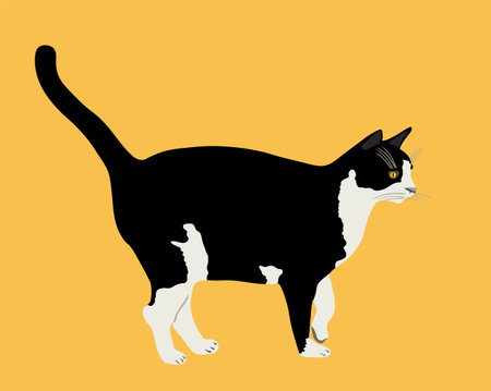 Black and white cat vector illustration isolated on background. Lovely pet.のイラスト素材