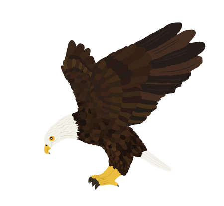 Bald eagle flying vector illustration isolated on white background. Eagle soaring with spread wings.のイラスト素材