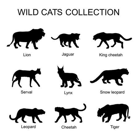 Wild cats collection vector silhouette illustration isolated on white background. Lion, jaguar, king cheetah, serval, lynx bobcat, snow leopard, tiger, leopard, cheetah. Wild animal superior predator.のイラスト素材