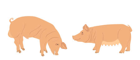 Boar and sow, male and female pig vector illustration isolated on white background. Pork meat. Butcher shop wallpaper, poster. Spawn farm animal symbol.のイラスト素材