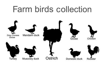 Farm fowl birds collection vector silhouette illustration isolated on white background. Domestic poultry, ostrich, goose, duck, Chinese goose. Ranch animals organic food.のイラスト素材
