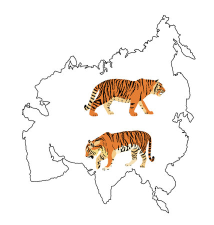 Tiger vector illustration isolated on Asia map continent contour on white background. Big wild cat. Siberian tiger (Amur tiger - Panthera tigris altaica) or Bengal tiger.のイラスト素材