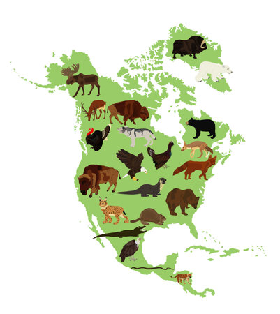 Continent Northern America vector map silhouette illustration with wild animals, isolated on white background. United states of America, Canada, Mexico, Cuba,  Bahamas, Caribbean sea territory.のイラスト素材