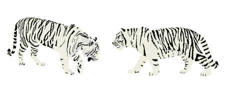 Siberian tiger couple vector illustration isolated on white background. Big wild cat male and female in love. Amur tiger. Panthera tigris altaica. Tatoo sign. Zoo attraction.のイラスト素材
