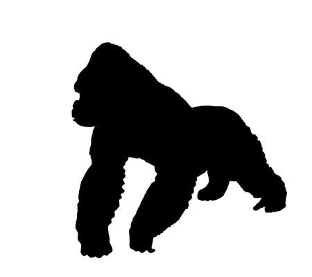 Mountain Gorilla vector silhouette illustration isolated on white background. Big monkey symbol. Wild life from Africa. Family of primates. Male Gorilla, King Kong sign. Monkey silhouette.のイラスト素材